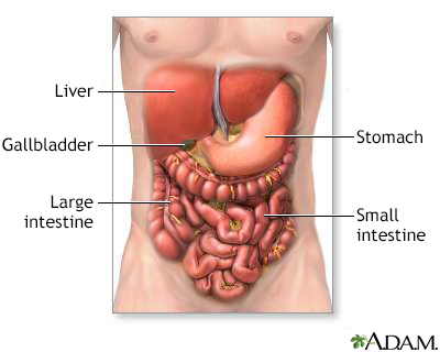 Photo Identification System on Digestive System Organs